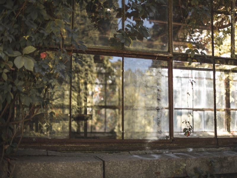 Old glass greenhouse facade covered with lush climbing plants in sunlight.